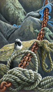 1324-Mooring-chain-pied-wagtail