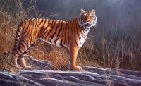 491-early-light-tiger