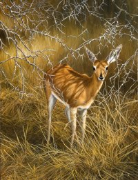 662 steenbok