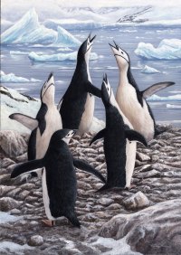 668 chinstrap penguins chorus