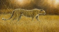 679 prowling cheetah
