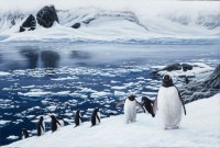 682 Gentoo-Penguins