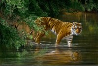 685 Jungle journey - Tiger