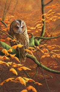 686 Tawny Owl