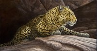 690-leopard