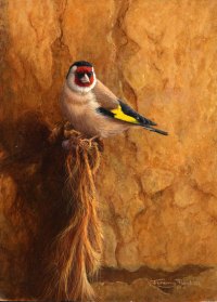 706-goldfinch