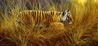 713-tiger-cub