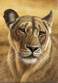 718-lioness