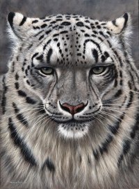 720-snow-leopard