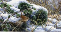 733-winter-wren