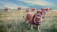 736-moving-on-lion-pride