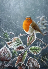 741frosty-robin