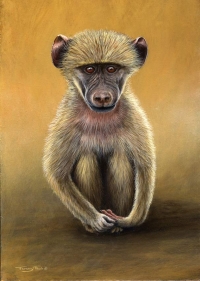 750-baboon