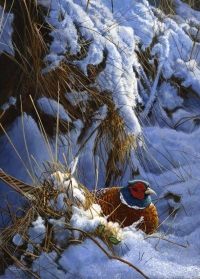755-warming-sun-pheasant