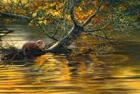 765-colour-of-autumn-otter_0