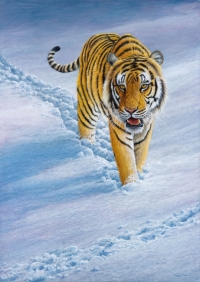 766-tracks-in-the-snow-siberian-tiger