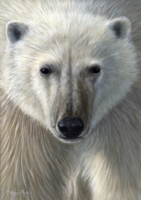 770-polar-bear