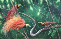 776-raggiana-birds-of-paradise