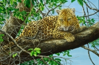 785-leopard