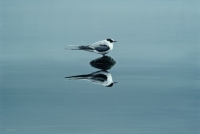 793-breathe-arctic-tern