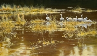 796-whooper-swans-autumn-glow