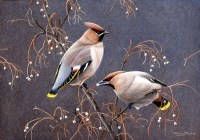 798-waxwings-stamp