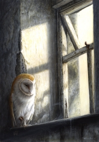 810-barn-owl-window-light