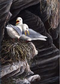 811-kittiwakes