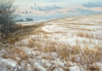 826-winter-afternoon-jackdaws