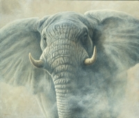 829-storm-elephant