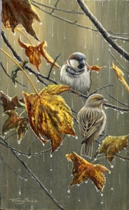 836-sparrows-rain