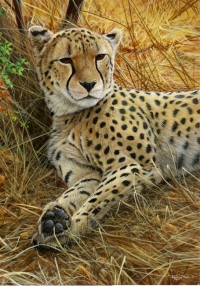 842-cheetah-at-rest