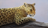 845-leopard