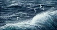848-kittiwakes