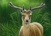 852-fallow-buck-in-velvet