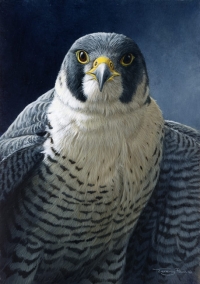 852-peregrine