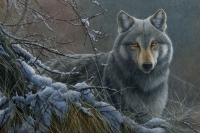 857-wolf