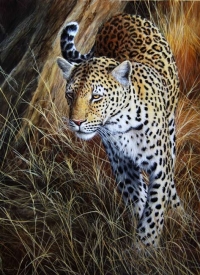 859-savuti-leopard