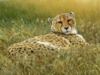 861- Laid back - cheetah