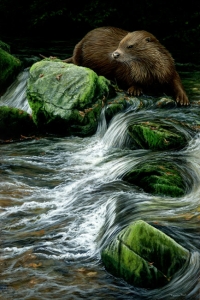 862-otter