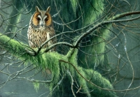 865-long-eared-owl