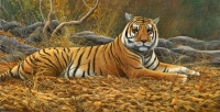 868-bengal-tiger