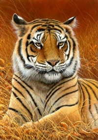905-aloof-tiger