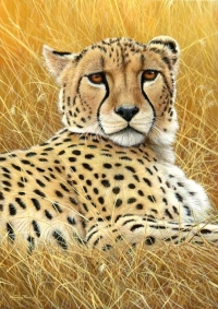 909-cheetah