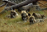 910-African wild-dogs, Botswana