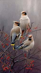 913-waxwings