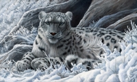 914-snow-leopard