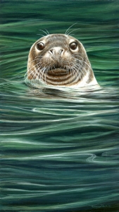 918-curious-grey-seal