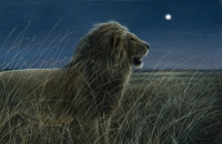 922-moonlight-lion