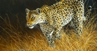 923-intent-leopard